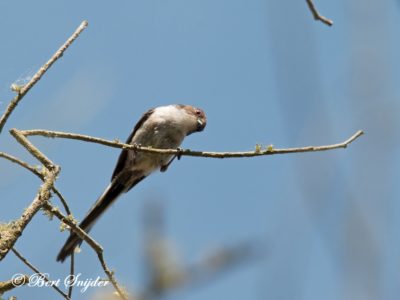 Long-tailed Tit Birding Portugal