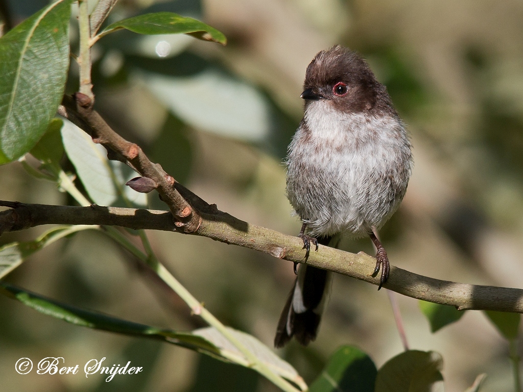 Long-tailed Tit Birding Portugal