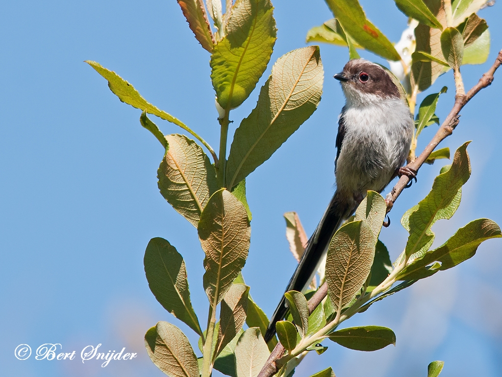 Long-tailed Tit Birding Portugal