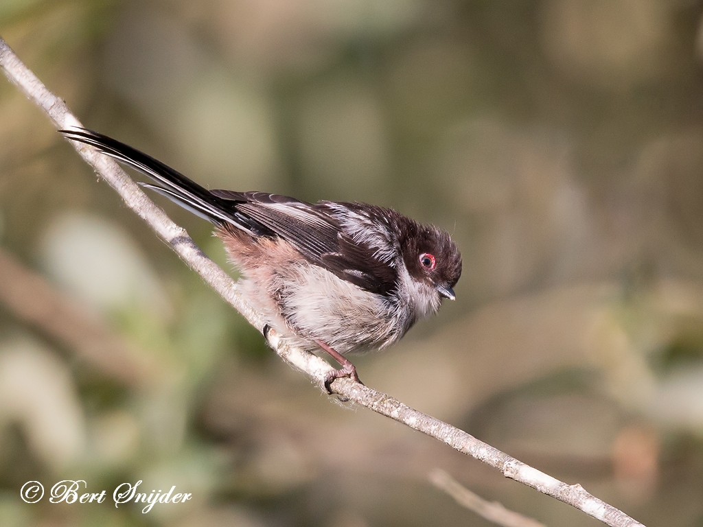 Long-tailed Tit Birding Portugal