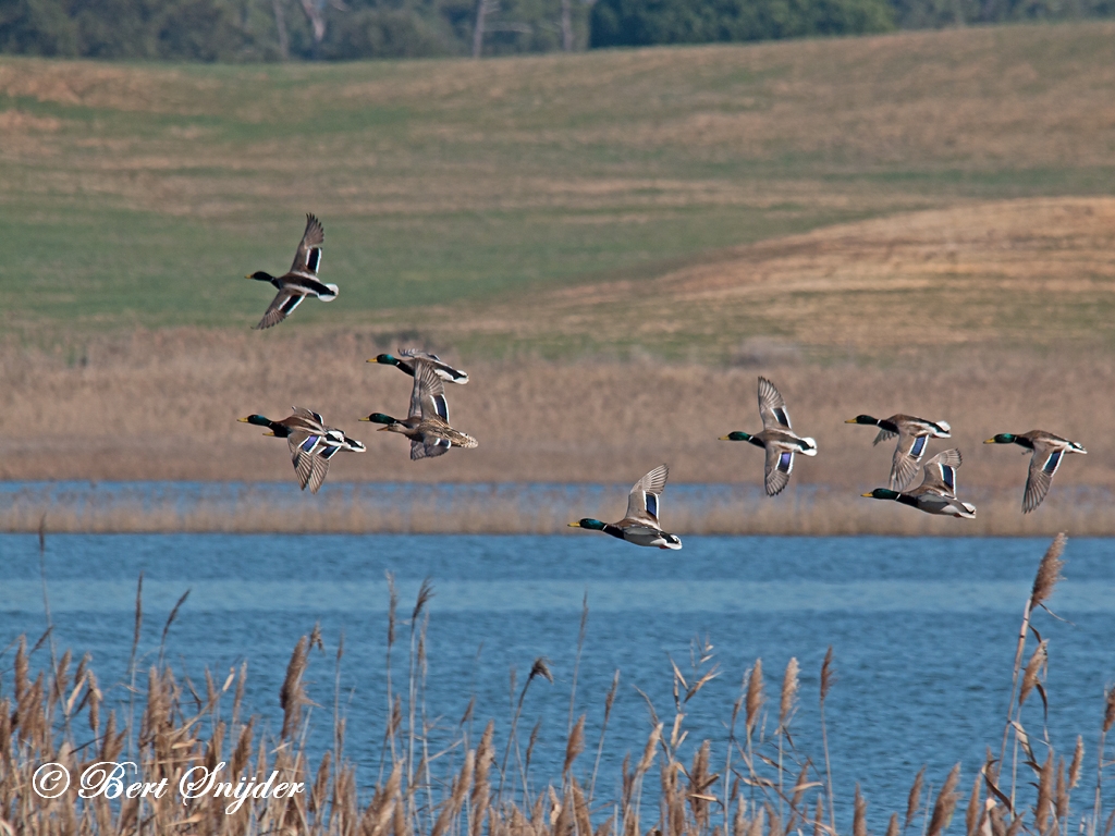 Mallard Birding Portugal