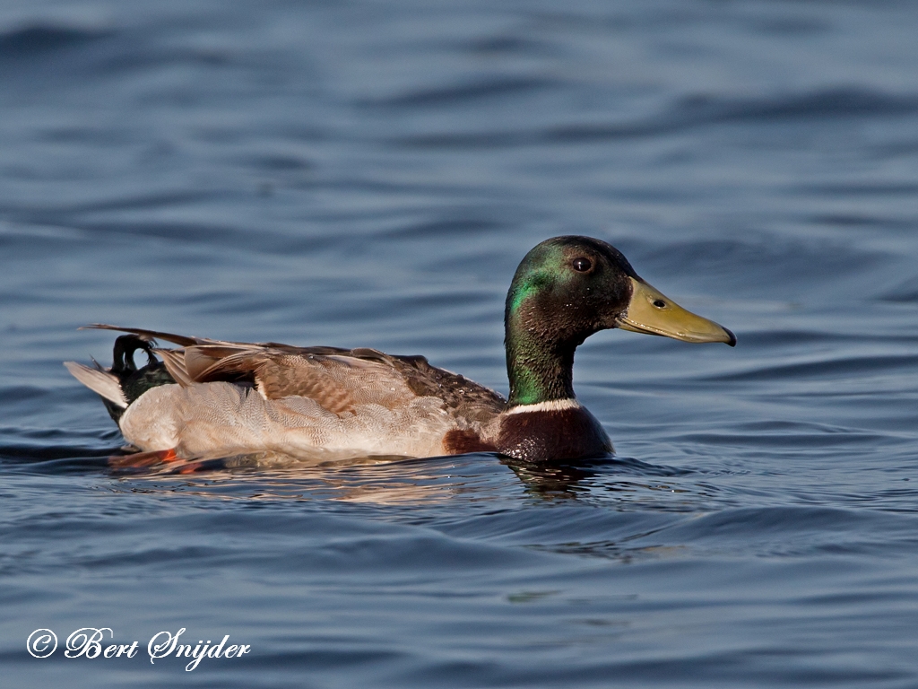 Mallard Birding Portugal