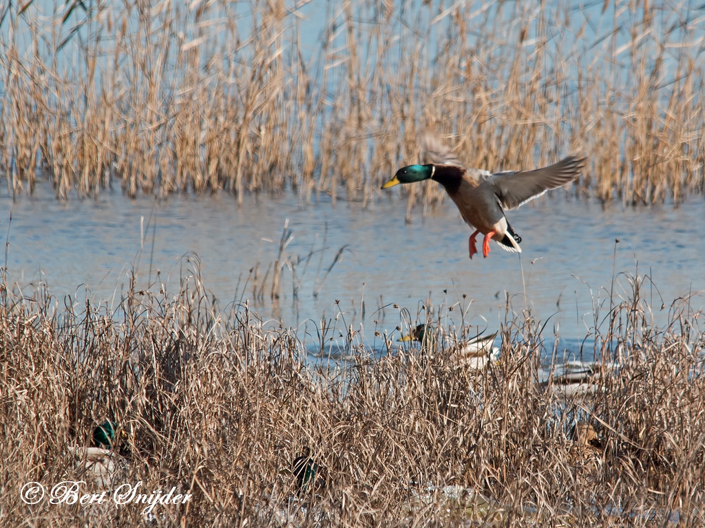 Mallard Birding Portugal