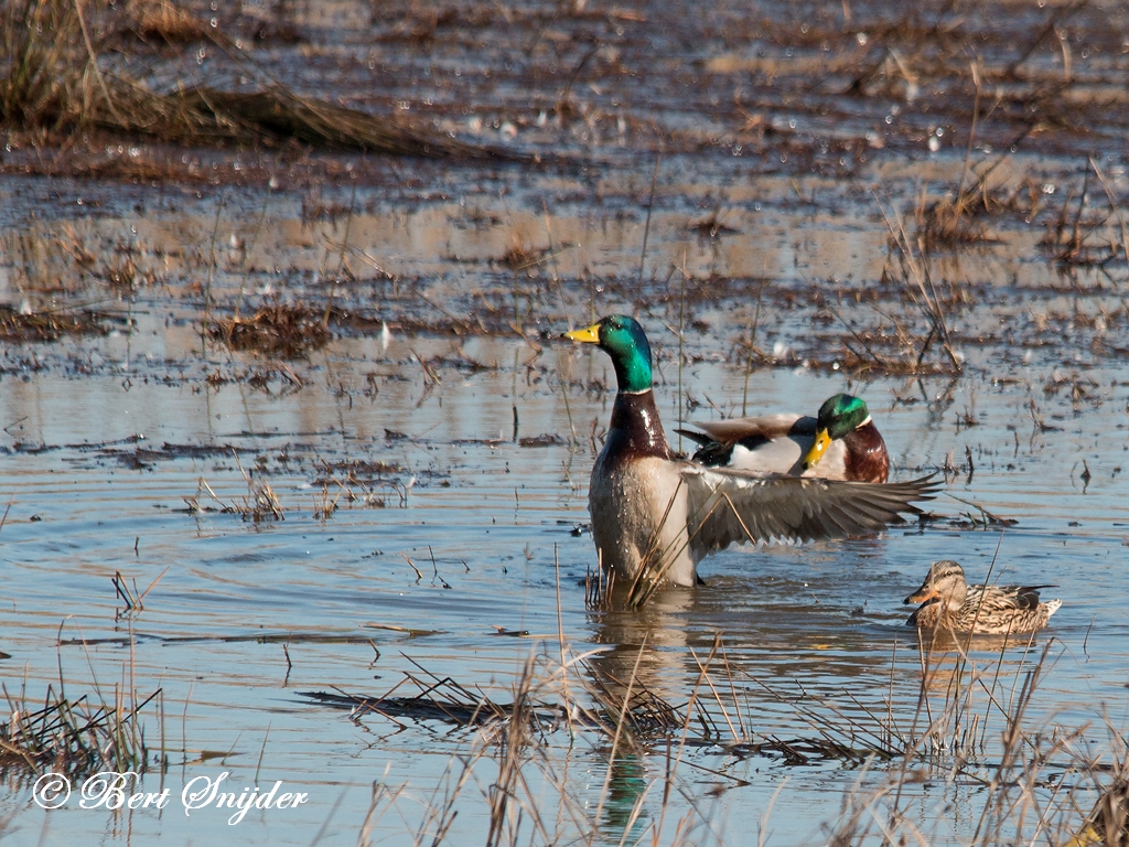 Mallard Birding Portugal