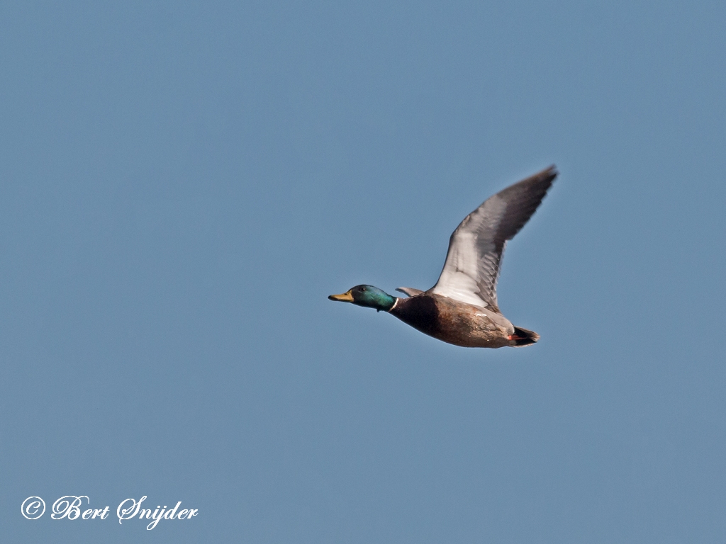 Mallard Birding Portugal