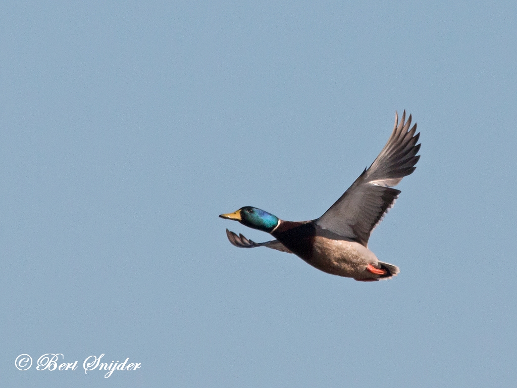 Mallard Birding Portugal