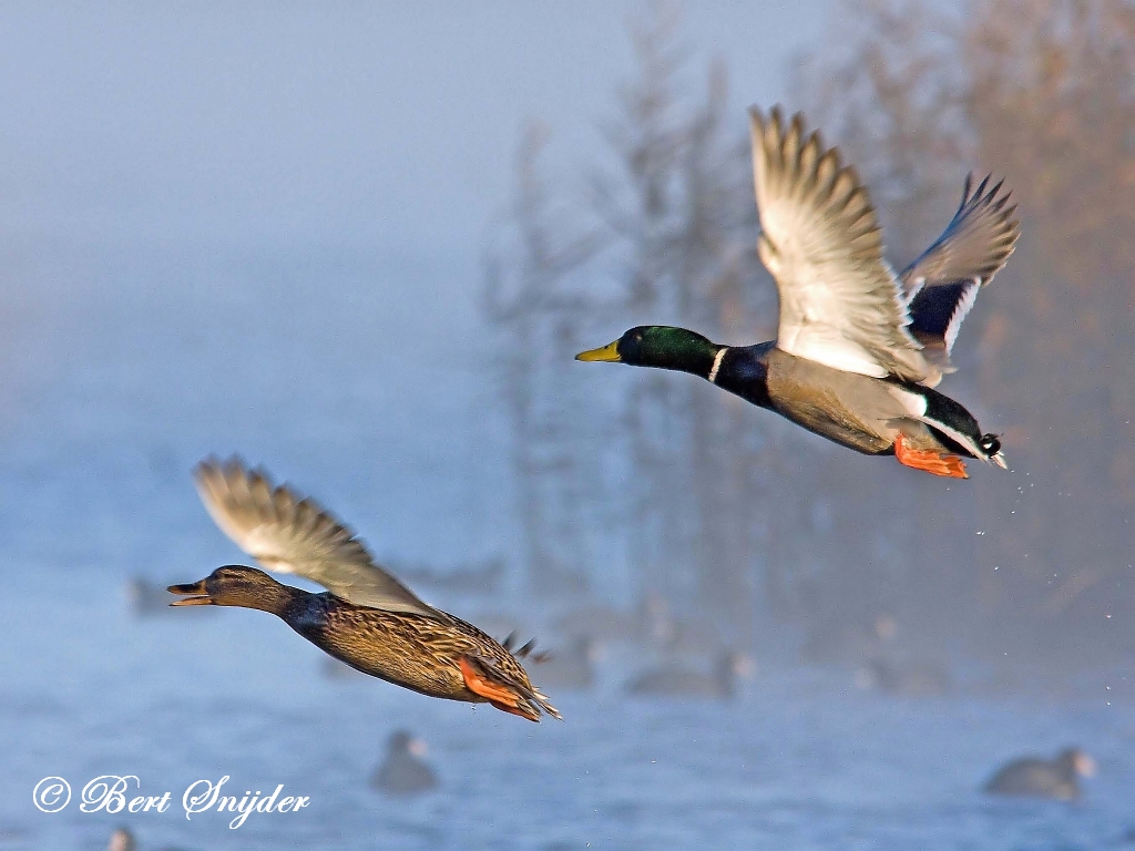 Mallard Birding Portugal