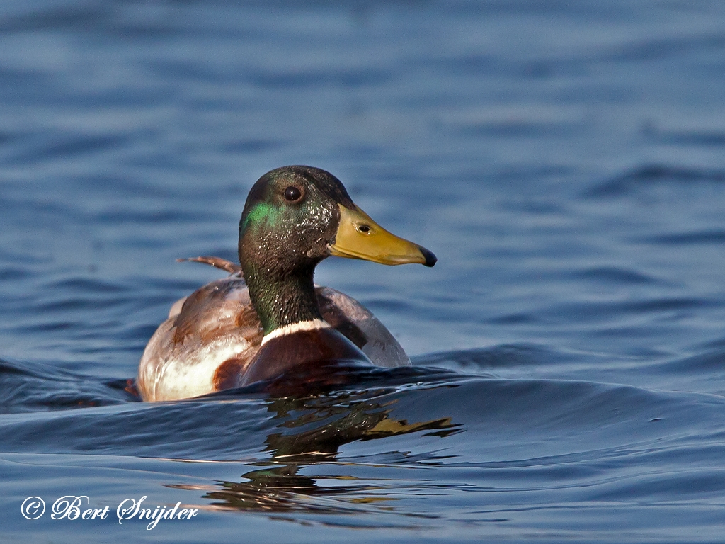 Mallard Birding Portugal