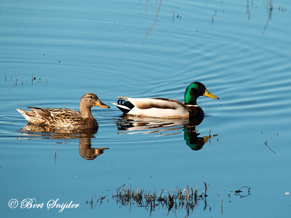 Mallard Birding Portugal