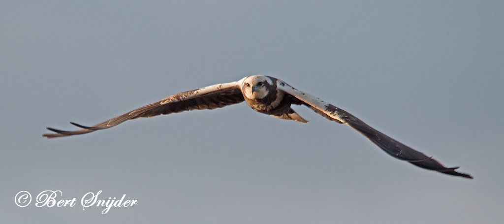 Marsh Harrier Birding Portugal