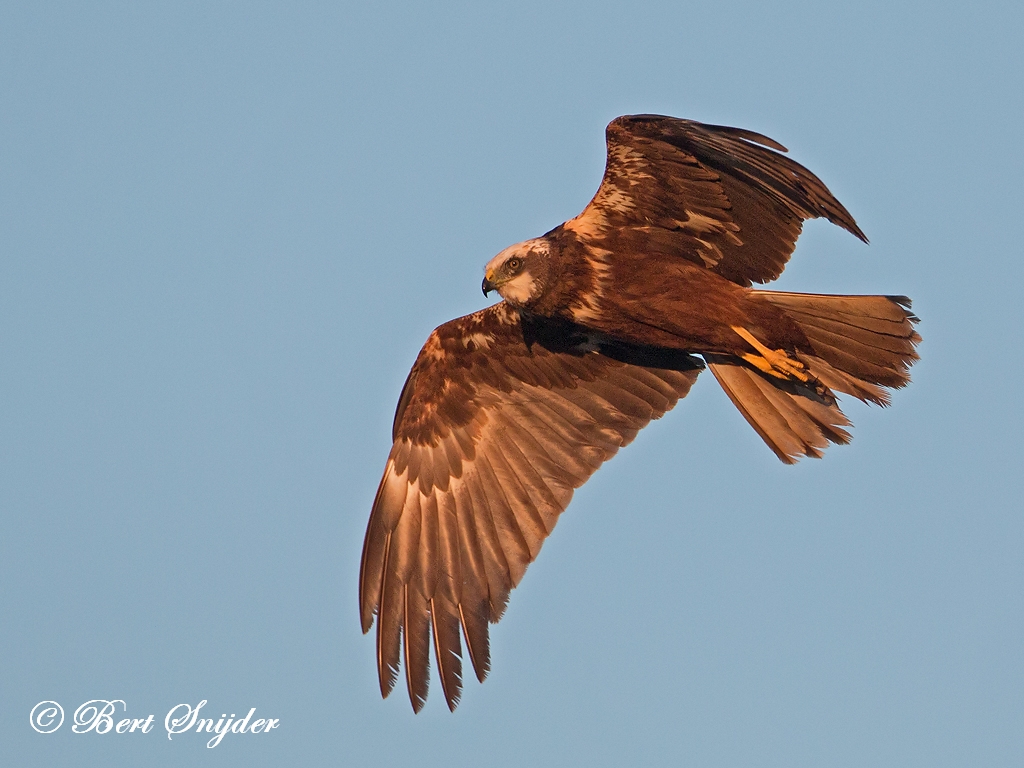 Marsh Harrier Birding Portugal