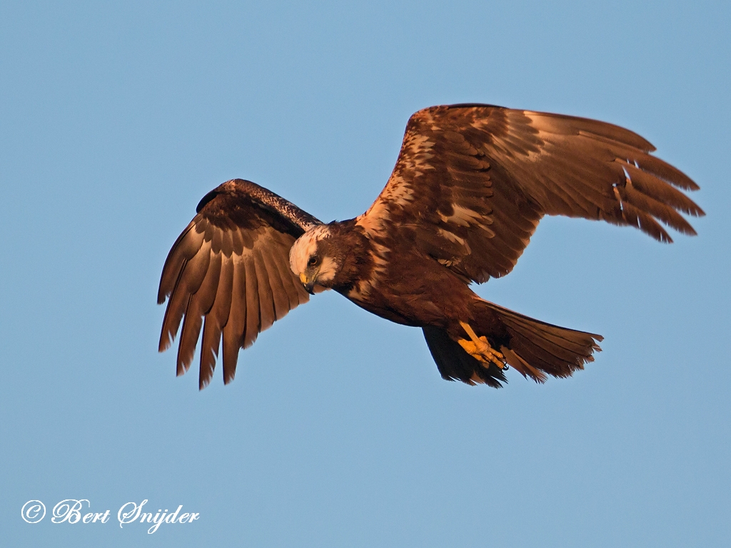 Marsh Harrier Birding Portugal