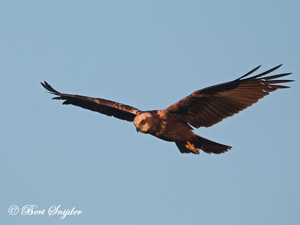 Marsh Harrier Birding Portugal