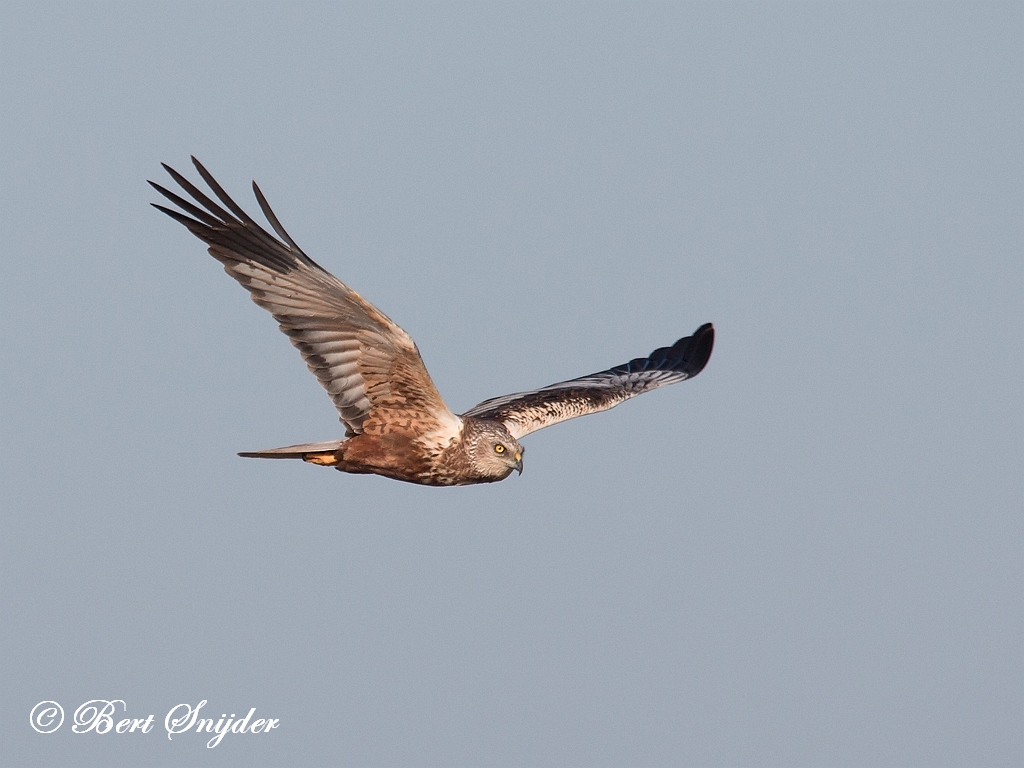 Marsh Harrier Birding Portugal