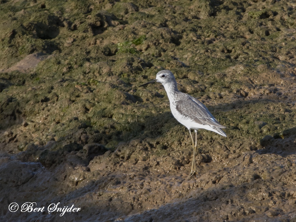 Marsh Sandpiper Birding Portugal