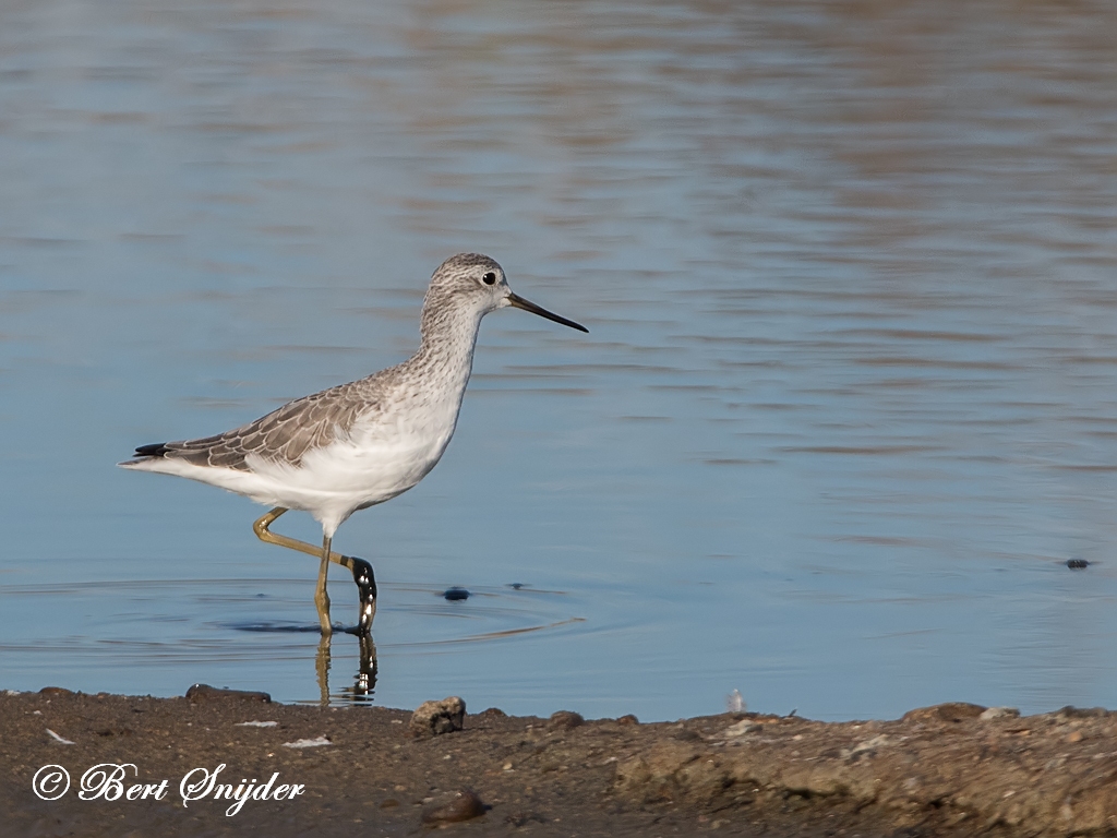 Marsh Sandpiper Birding Portugal