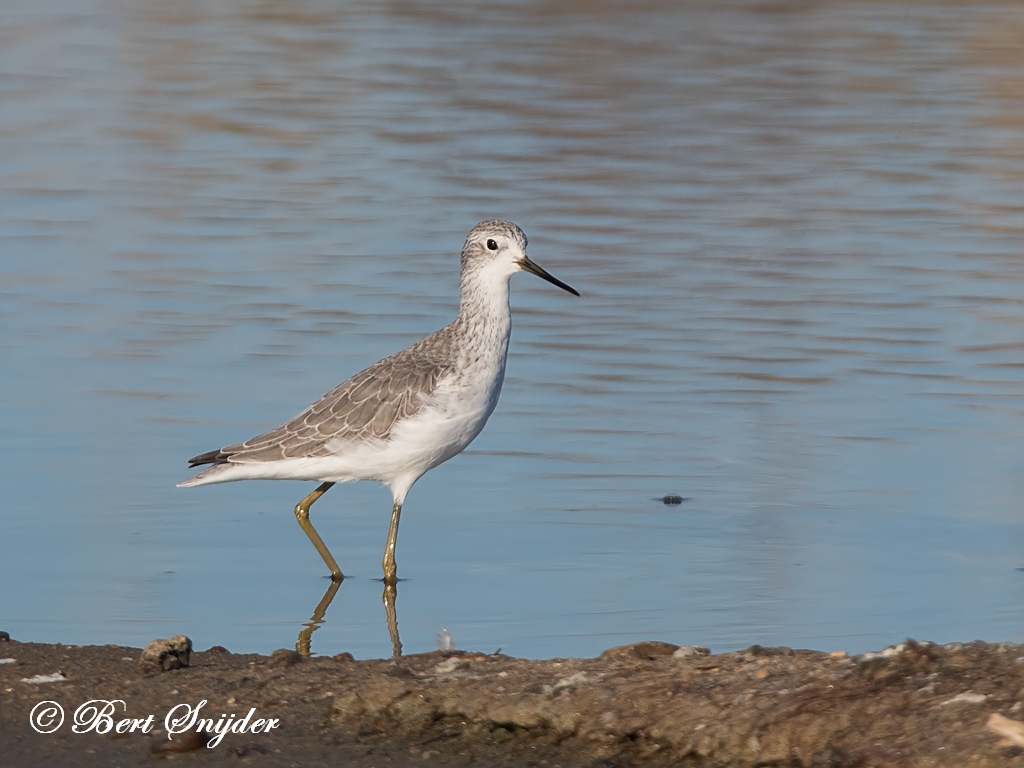 Marsh Sandpiper Birding Portugal