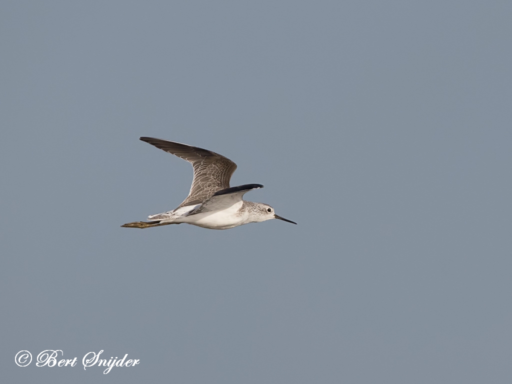 Marsh Sandpiper Birding Portugal