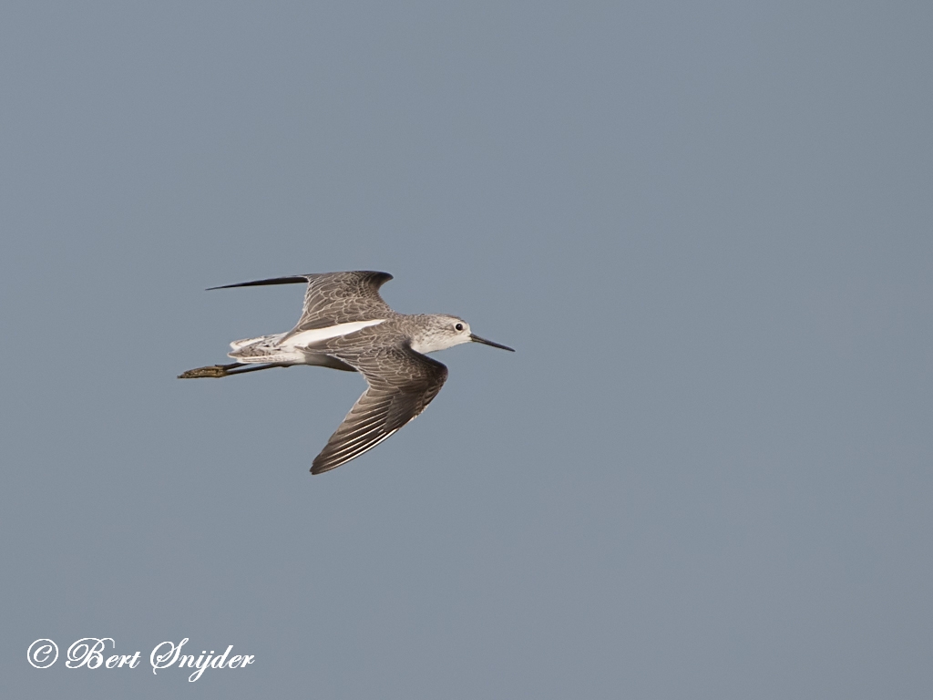 Marsh Sandpiper Birding Portugal