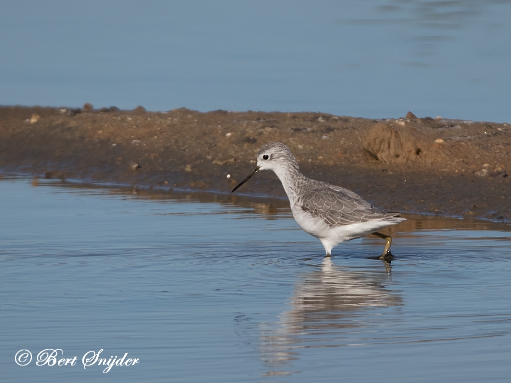 Marsh Sandpiper Birding Portugal