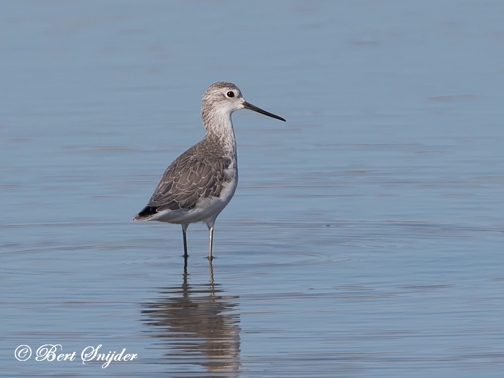 Marsh Sandpiper Birding Portugal