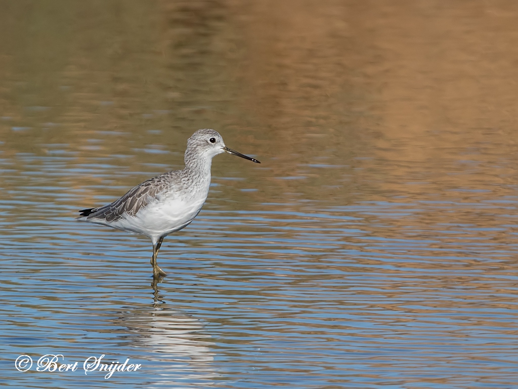 Marsh Sandpiper Birding Portugal