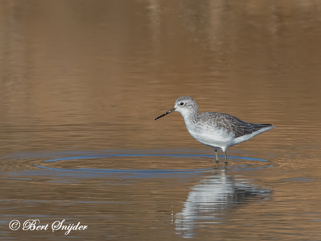 Marsh Sandpiper Birding Portugal