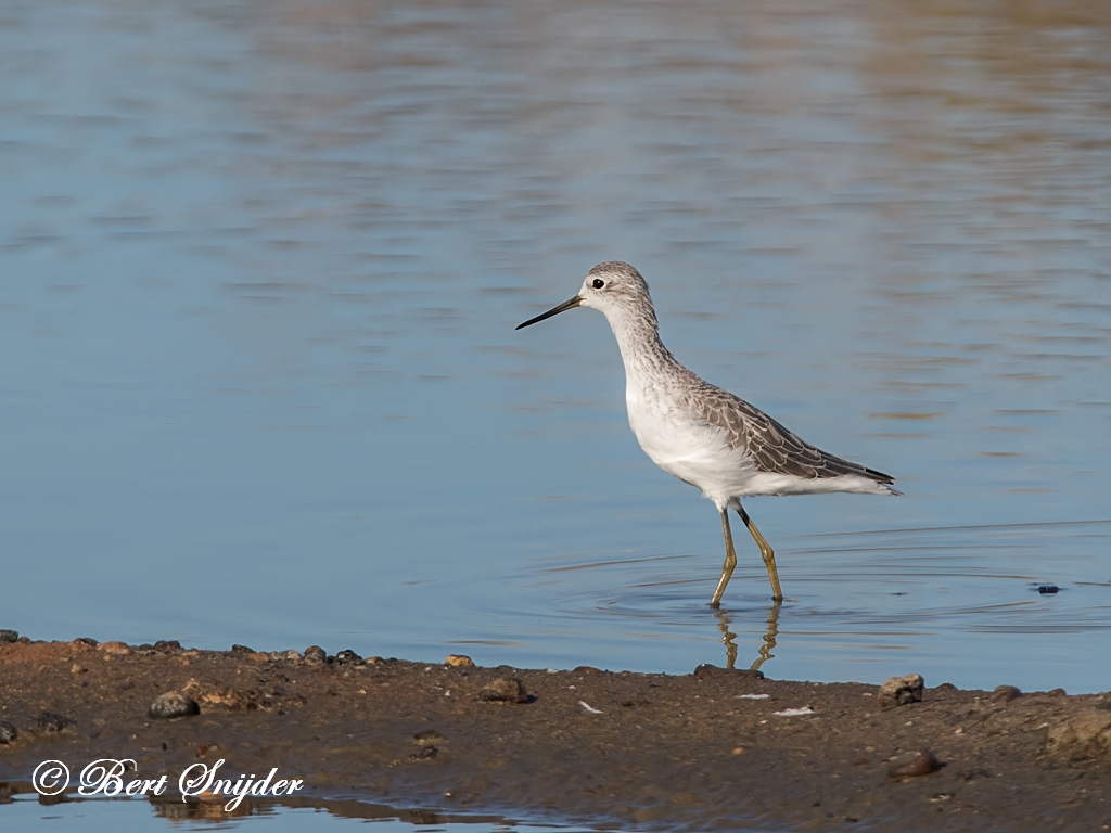 Marsh Sandpiper Birding Portugal