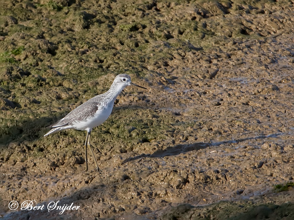 Marsh Sandpiper Birding Portugal