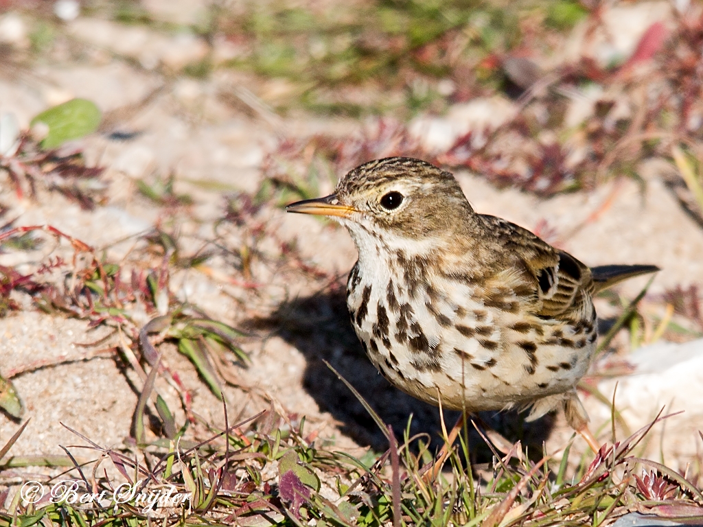 Meadow Pipit Birding Portugal