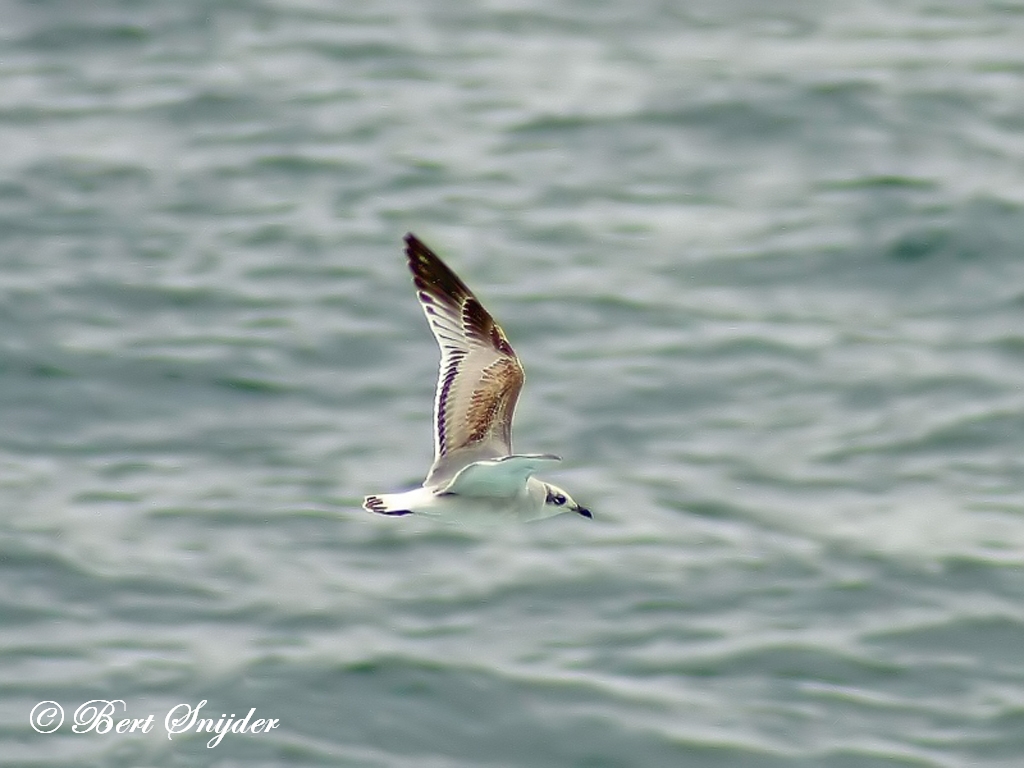 Mediterranean Gull Birding Portugal