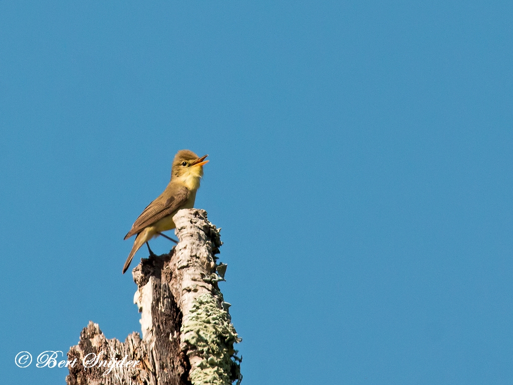 Melodious Warbler Birding Portugal