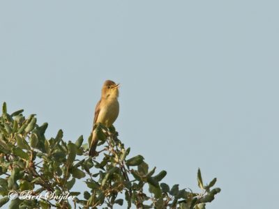 Melodious Warbler Birding Portugal
