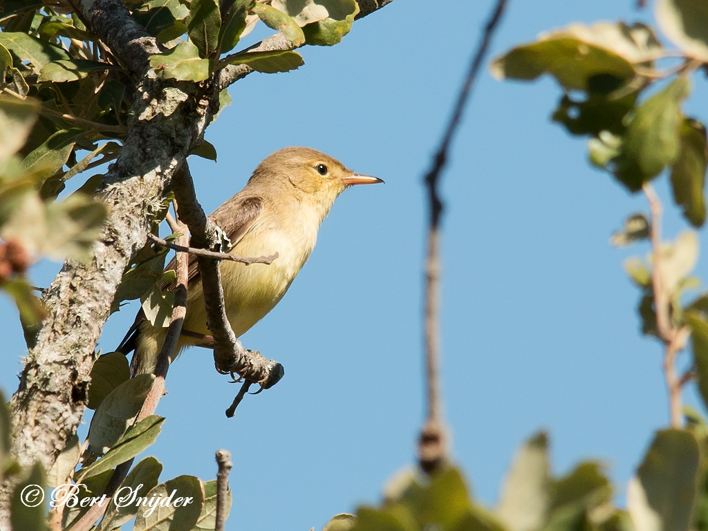 Melodious Warbler Birding Portugal