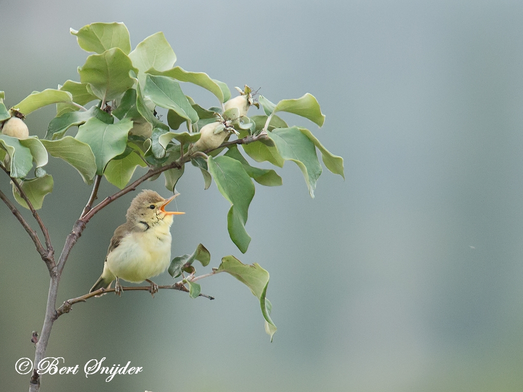 Melodious Warbler Birding Portugal