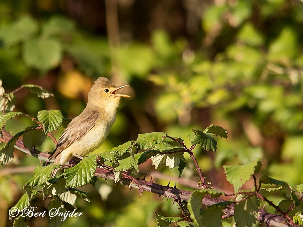 Melodious Warbler Birding Portugal