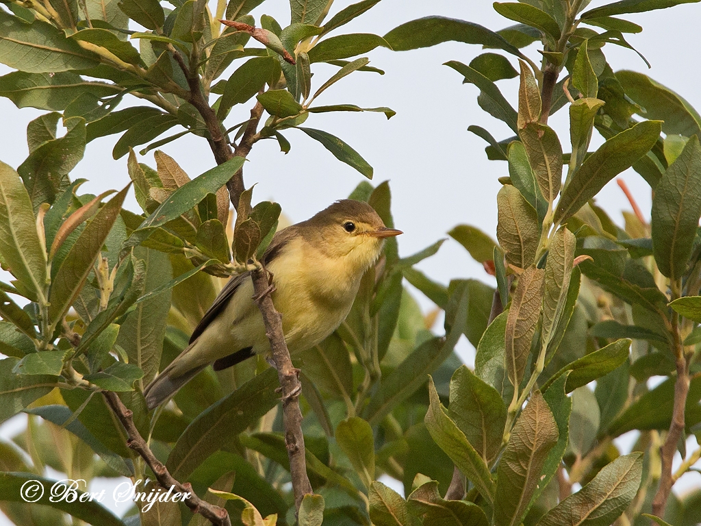 Melodious Warbler Birding Portugal