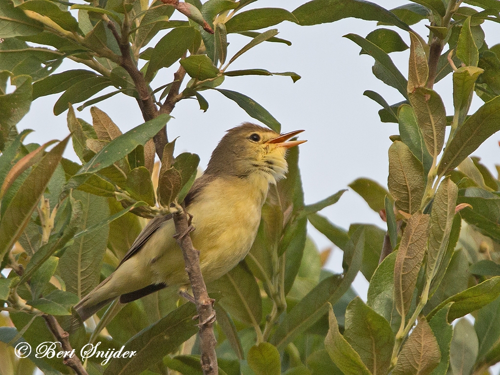 Melodious Warbler Birding Portugal