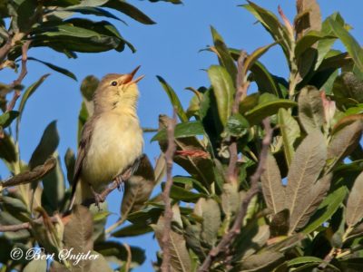 Melodious Warbler Birding Portugal