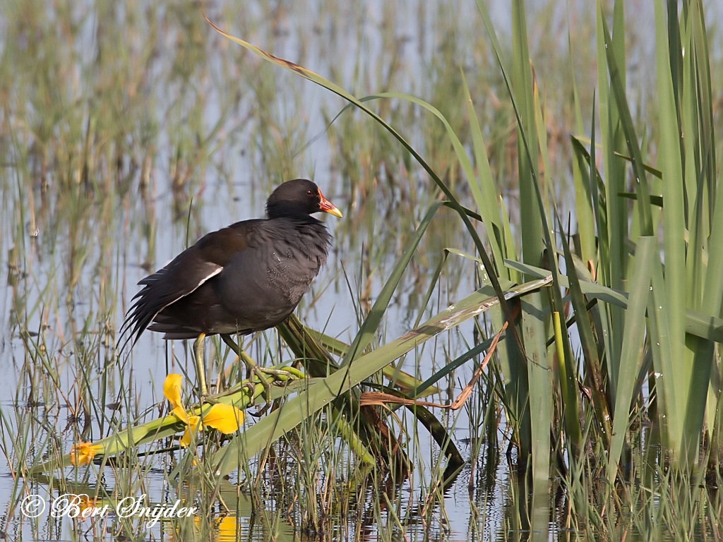 Moorhen Birding Portugal