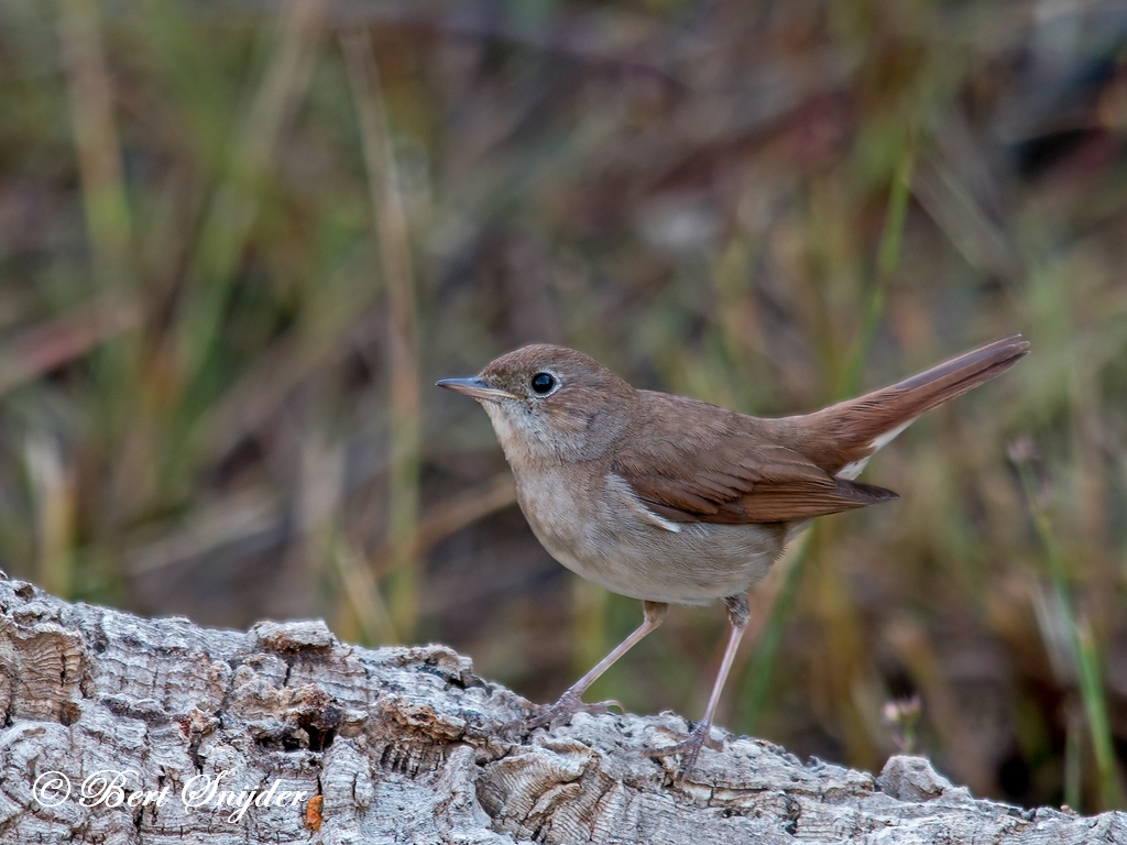 Nightingale Birding Portugal