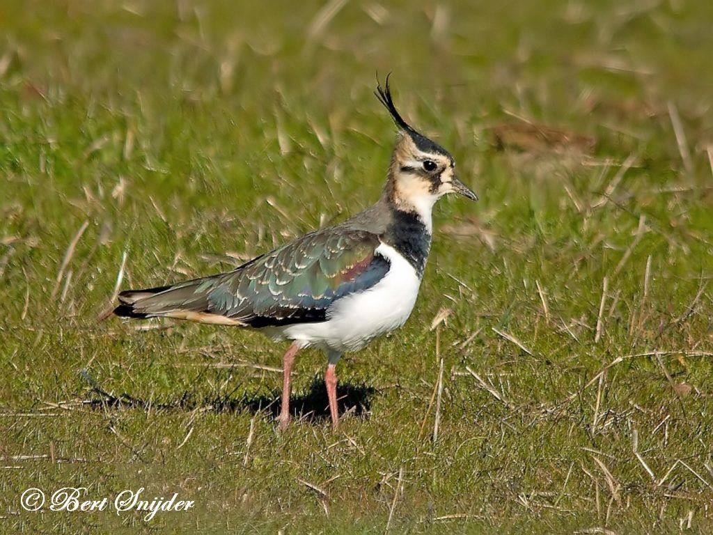 Birding Portugal Northern Lapwing | Birding in Portugal, Individual ...