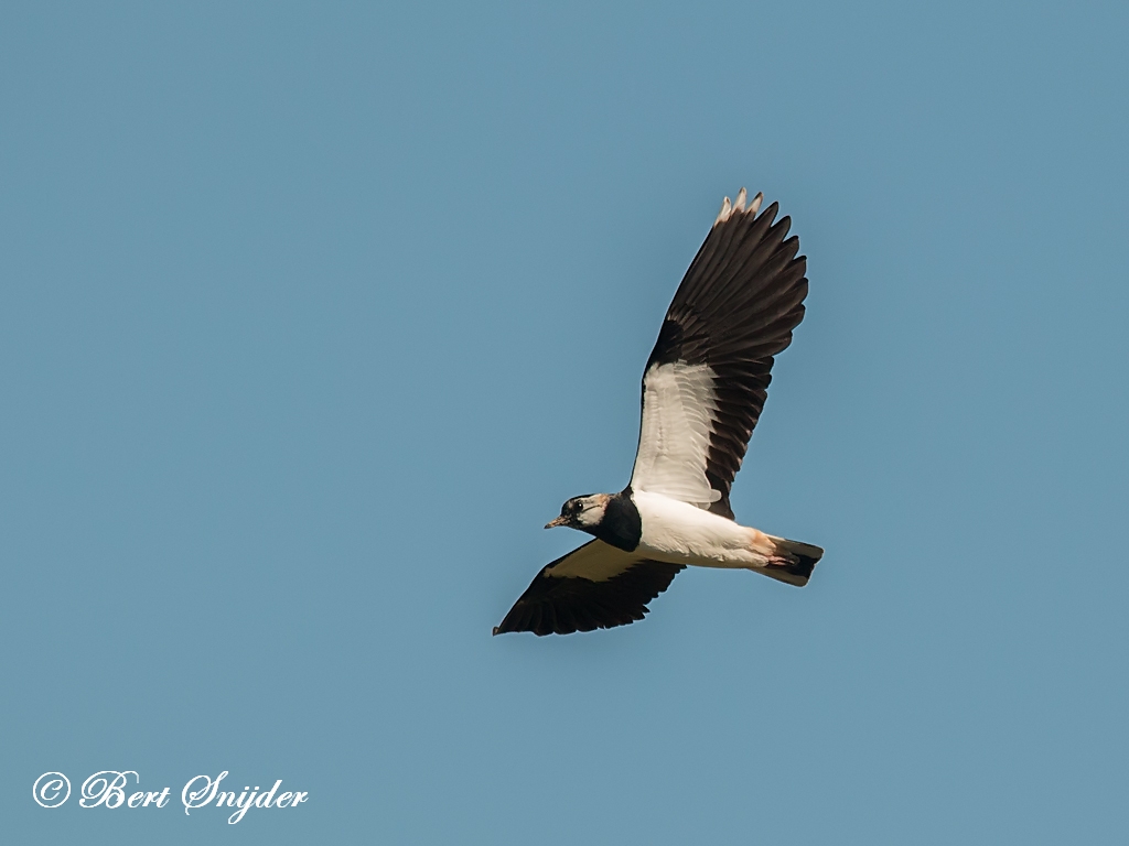 Northern Lapwing Birding Portugal
