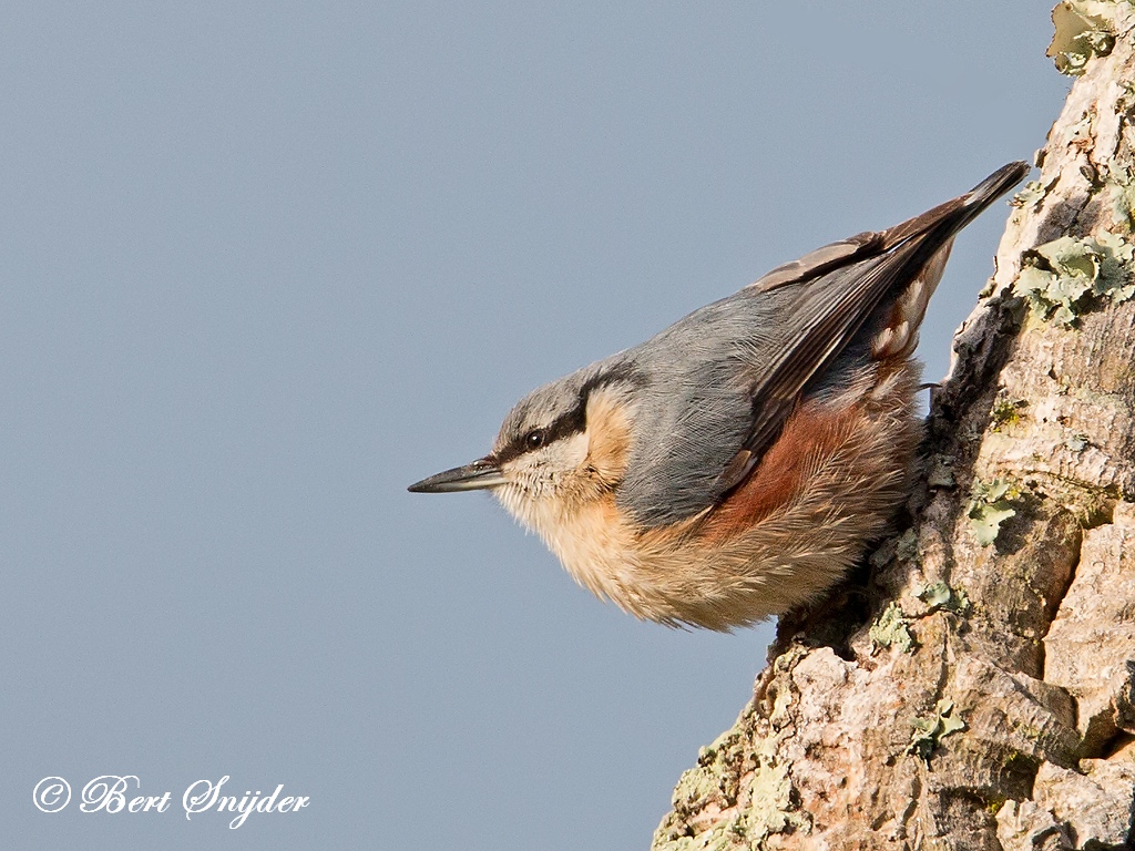 Nuthatch Bird Hide BSP1 Portugal