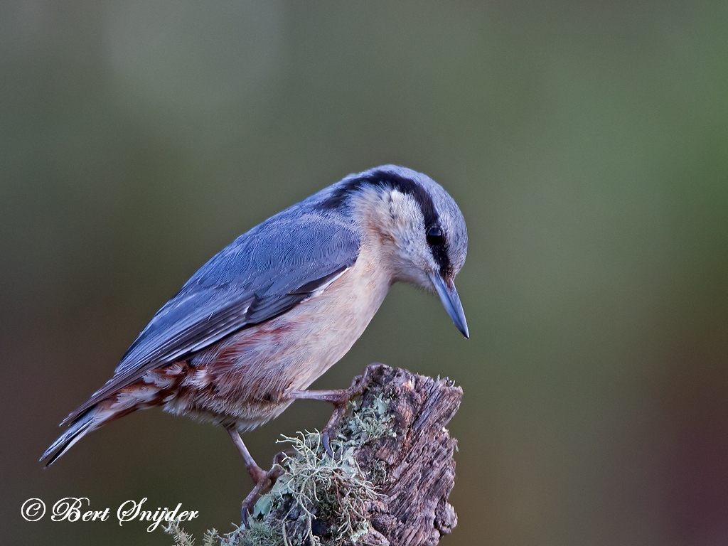 Nuthatch Bird Hide BSP1 Portugal