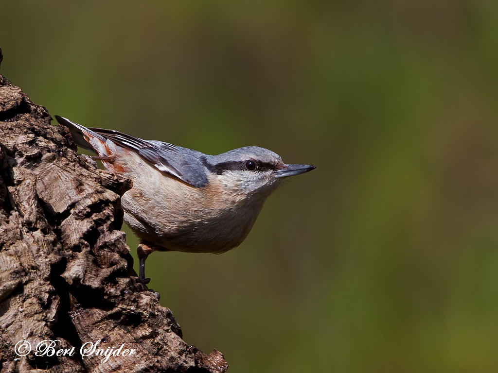 Nuthatch Bird Hide BSP1 Portugal