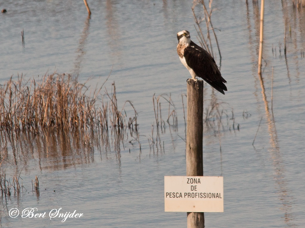 Osprey Birding Portugal