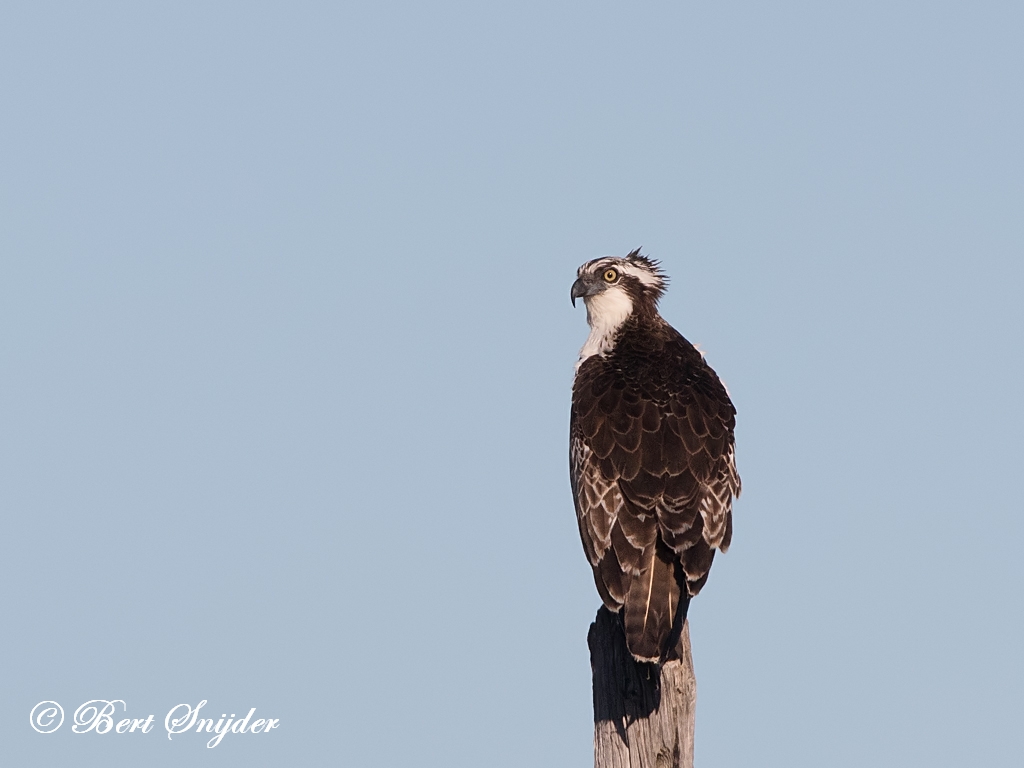 Osprey Birding Portugal