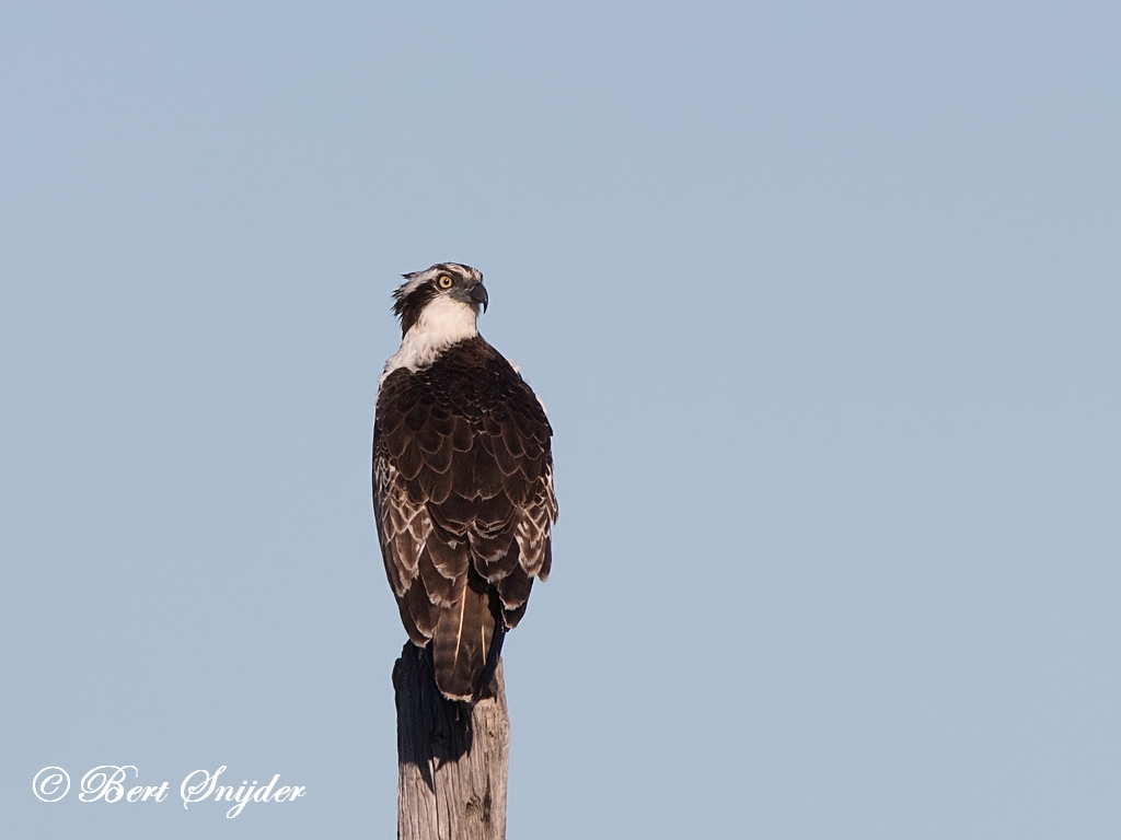 Osprey Birding Portugal