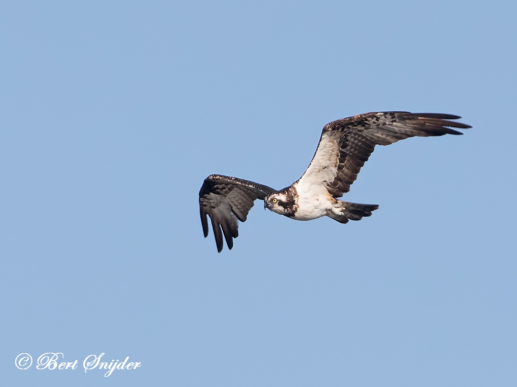 Osprey Birding Portugal